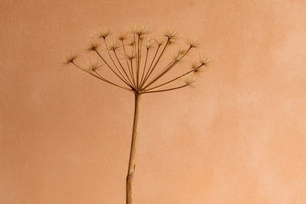 gedroogde berenklauw, berenklauw