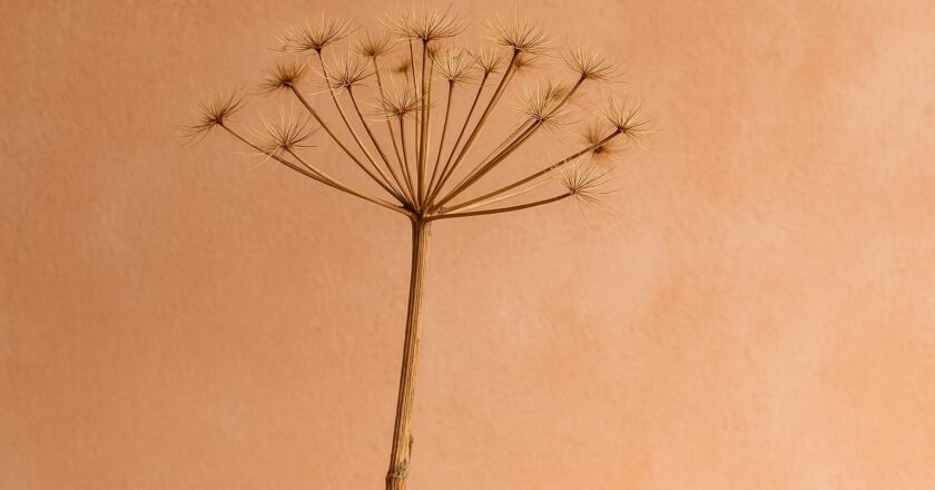 De charme van een gedroogde berenklauw in huis en hoe je ermee werkt