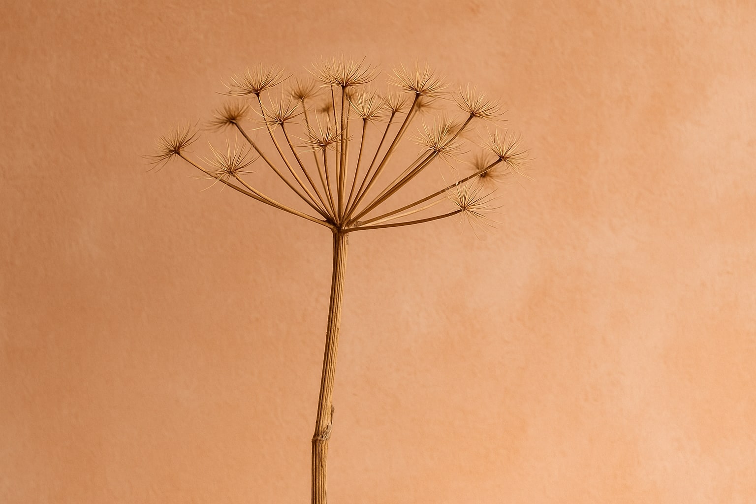 gedroogde berenklauw, berenklauw